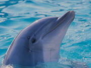 Ischia Delfinen