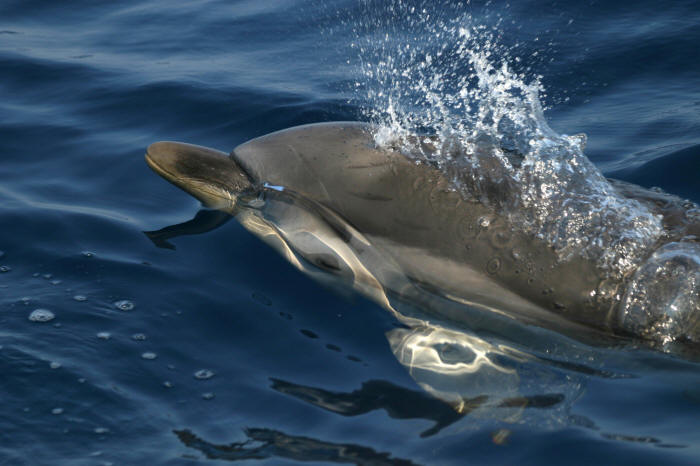 Delfinen auf Ischia und Procida